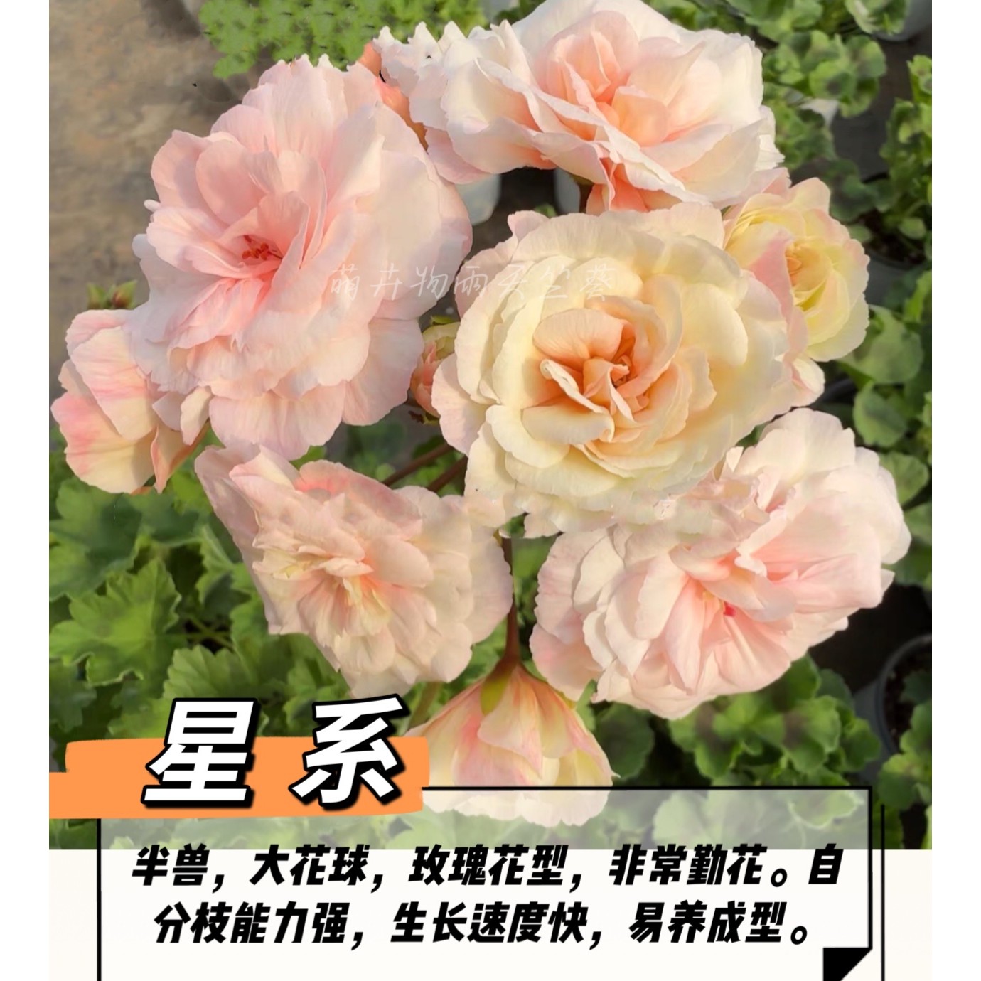 【星系】半兽天竺葵重瓣天竺葵阳台花卉四季开花