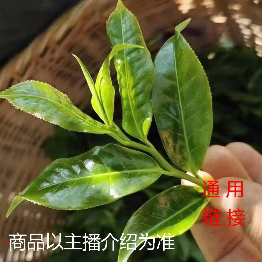 【大文茶叶】通用链接2023年小村头春古树生茶饼200克（拍5发6）