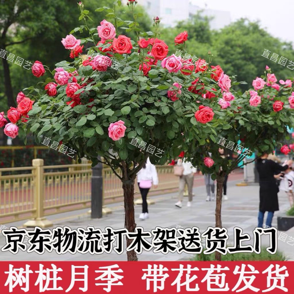 月季棒棒糖盆景特大庭院特大花花树花卉嫁接盆栽开花树苗灌木花苞