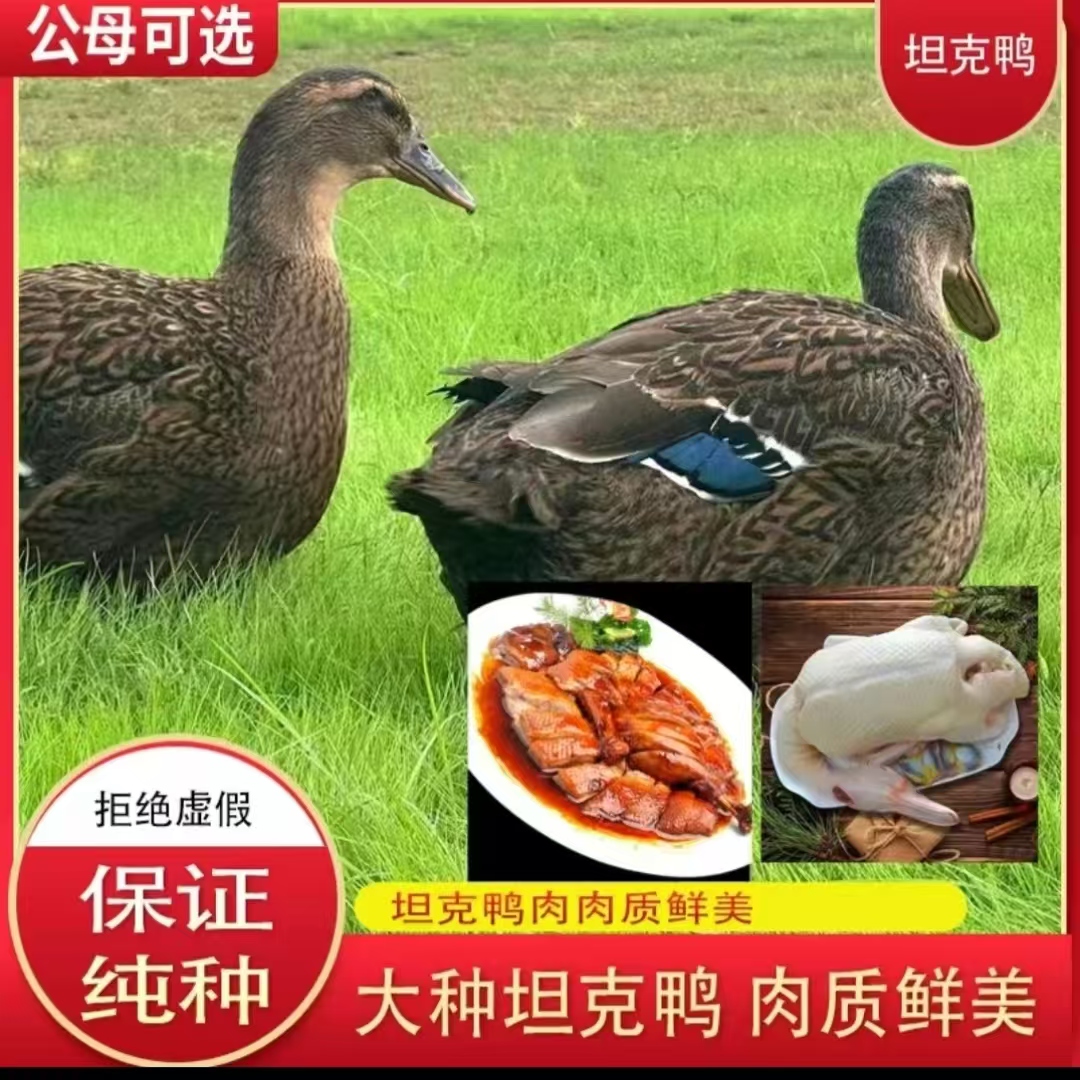 【生态坦克鸭】农家散养生态坦克鸭现杀鸭肉鲜美包邮