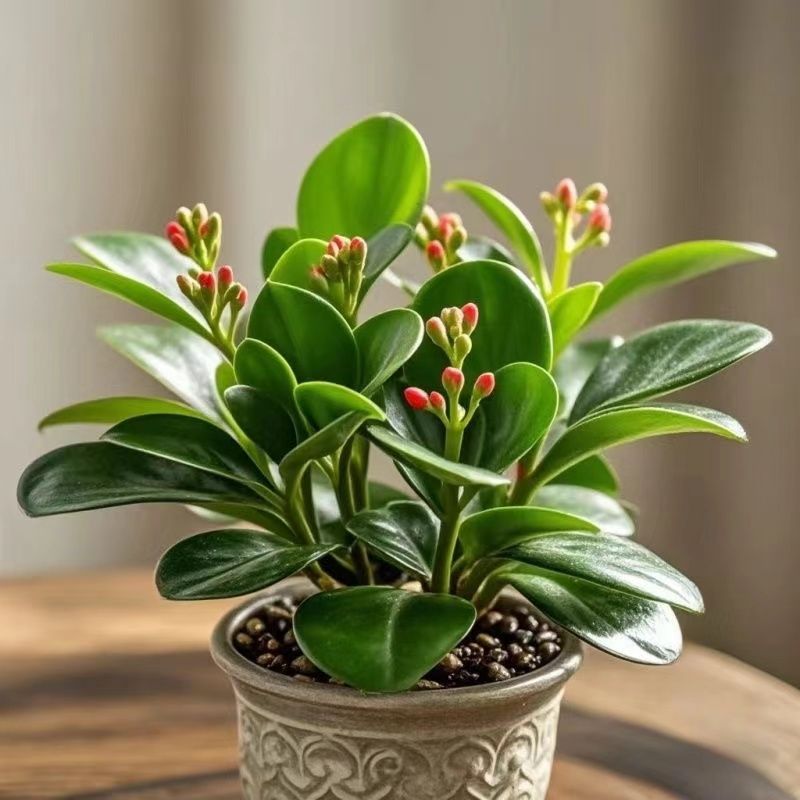 大促活动】新品碧玉花卉绿植四季开花室内植物好养活的绿植