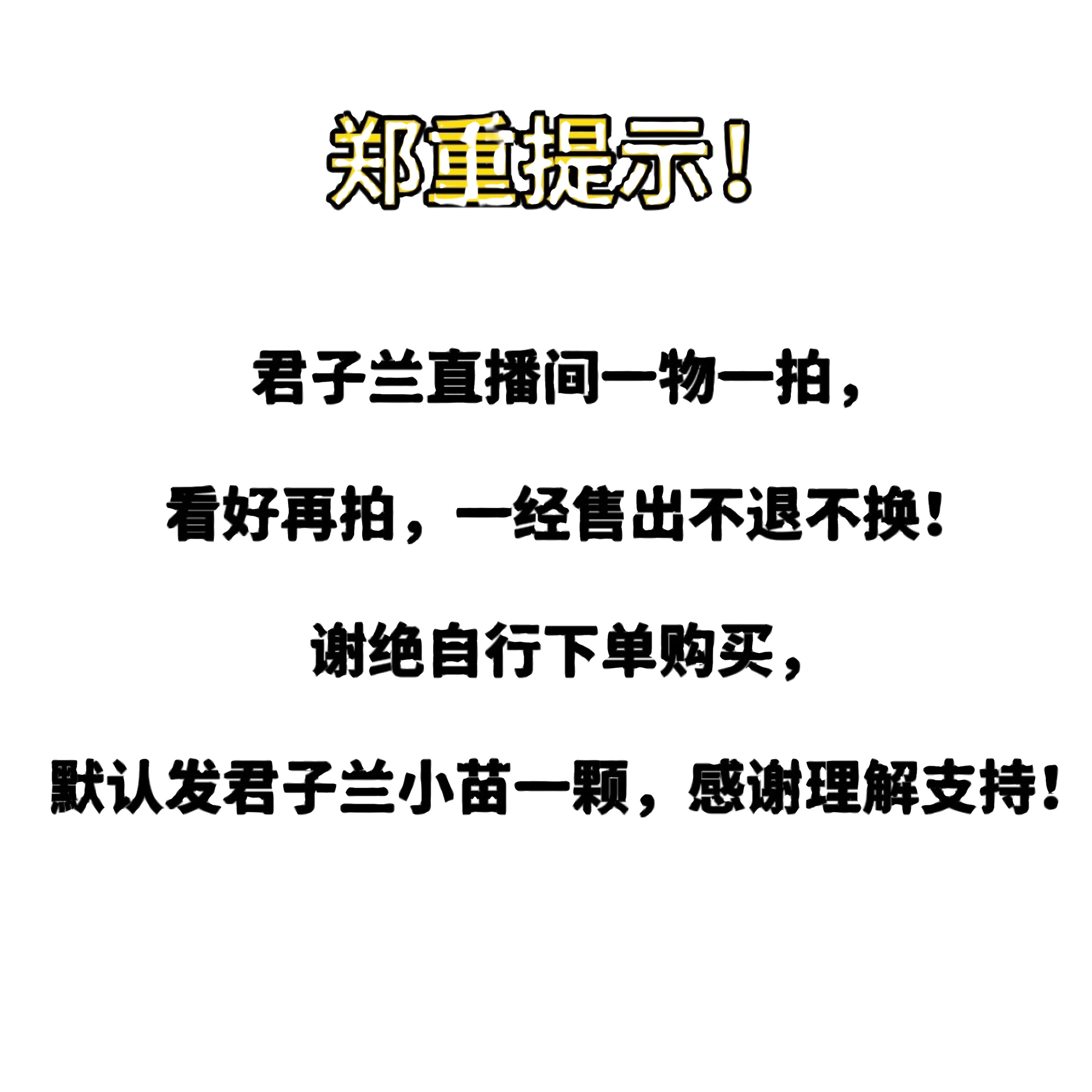 【精品】君子兰一物一拍盆栽苗四季常青植物室内办公室好养