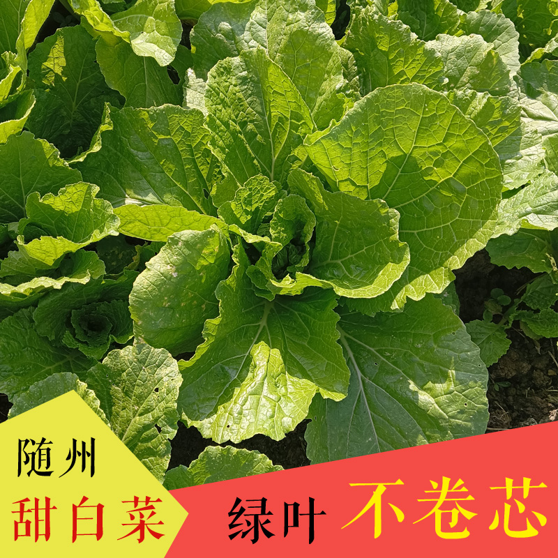 随州甜白菜 新鲜大白菜 叉片白菜 开叶散叶 绿叶白菜