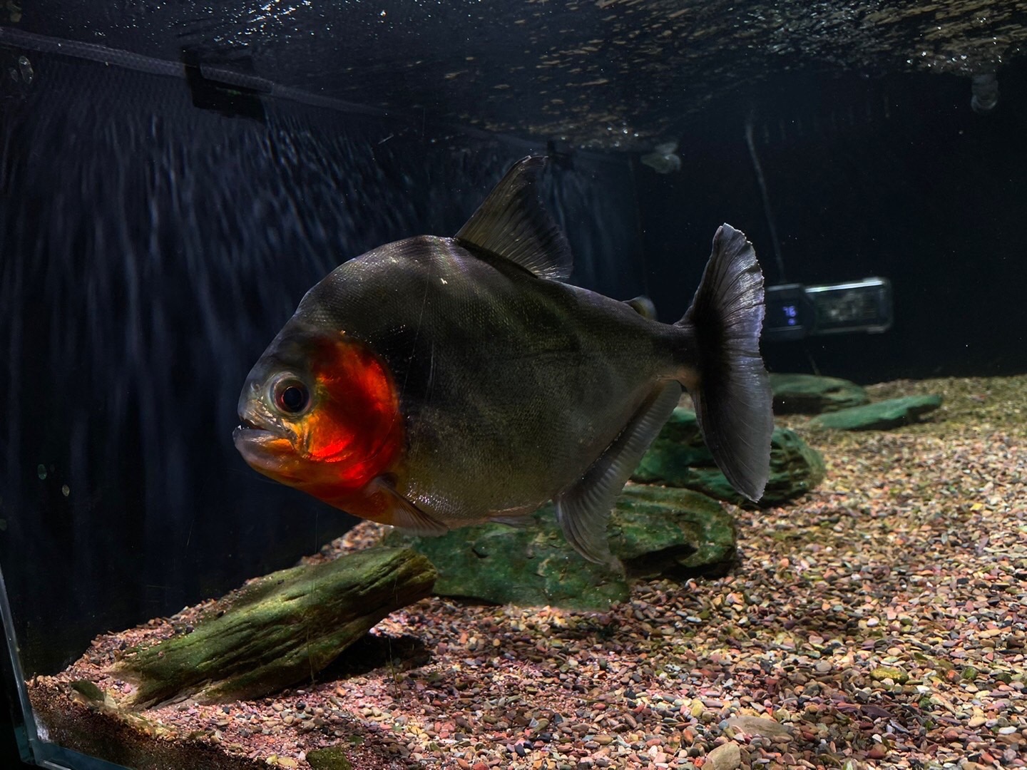观赏鱼辛古(未沟通请勿下单）