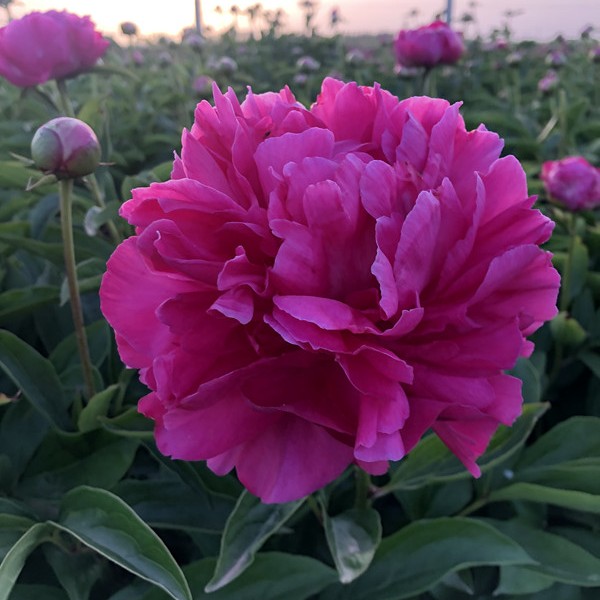 【大富贵】  红色观赏芍药花苗根块重瓣耐寒耐旱盆栽地栽菏泽基地