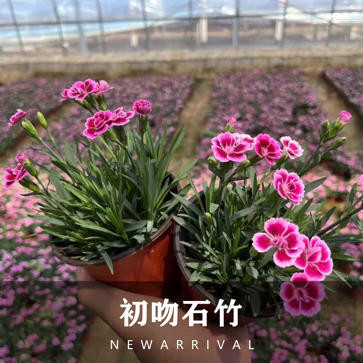 欧石竹初吻花苗多年生庭院绿化花海草坪耐寒耐高温四季开花好养