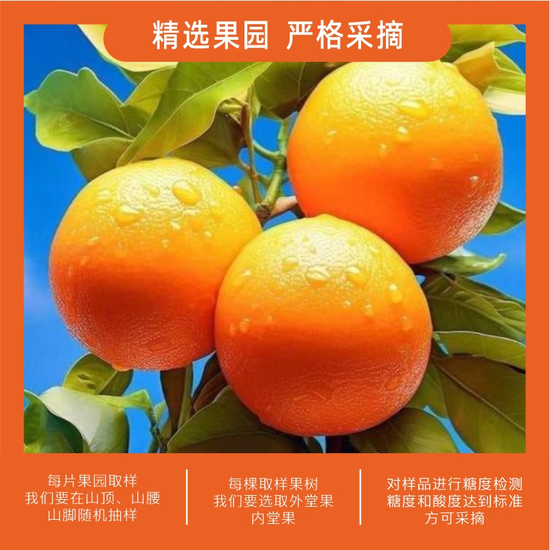正宗赣南脐橙当季水果现摘现发果园直发江西特产孕妇水果精品套袋