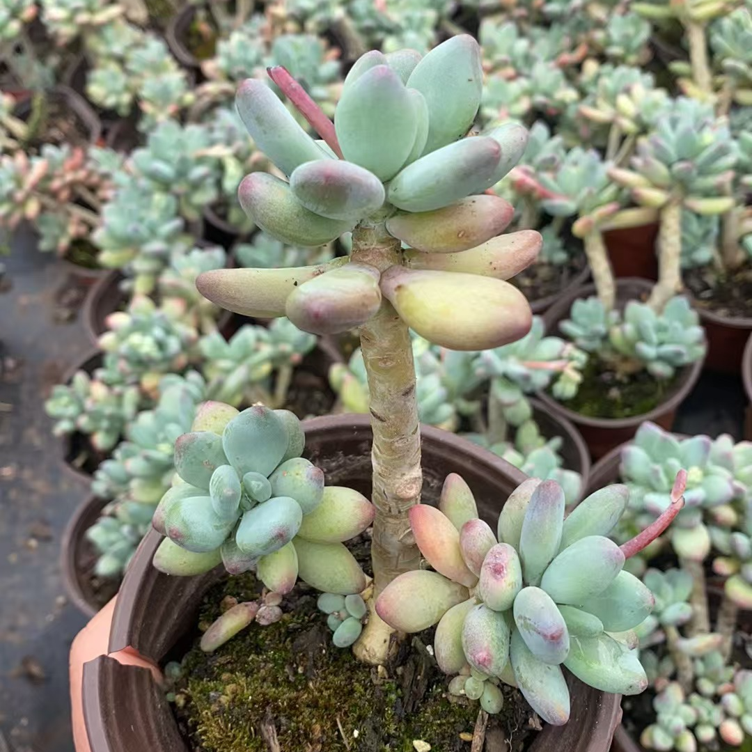 苹果奶三颗多肉多肉 