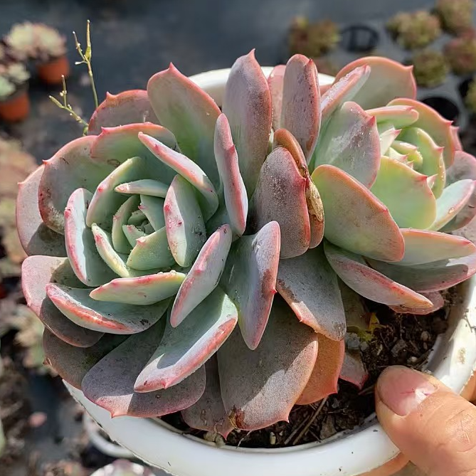 台阁双头起多肉 满18包邮