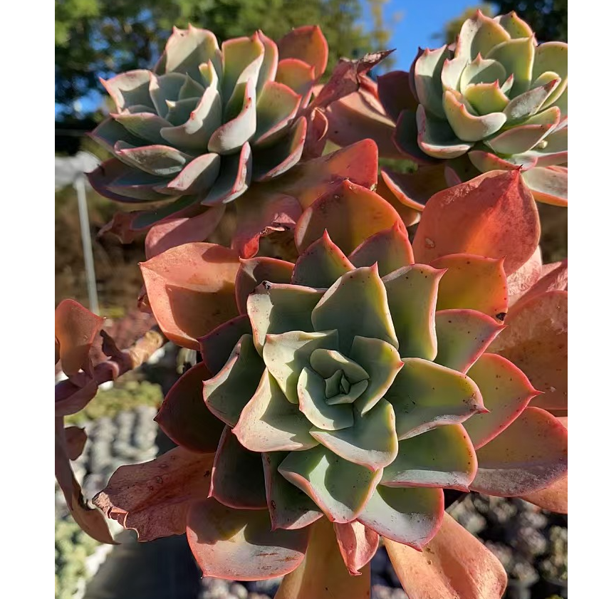 蓝妮老桩三头起  多肉满18包邮       