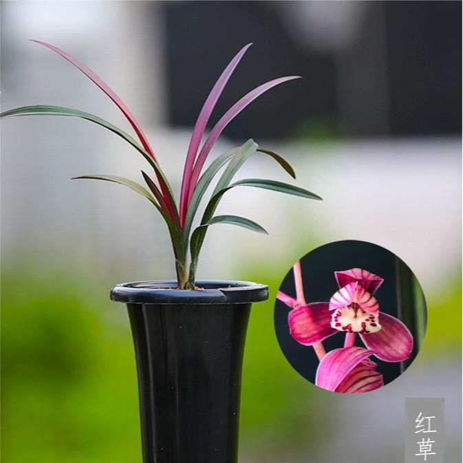【兰德】建兰名品网红草红草红荷新手优选