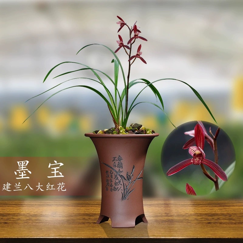 【兰德】八大红花之首墨宝又名紫蜻蜓建兰兰花苗高档色花