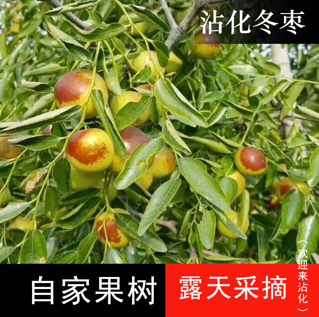 【沾化冬枣 *3号中果*五斤】自然成熟 农户直发冬季水果
