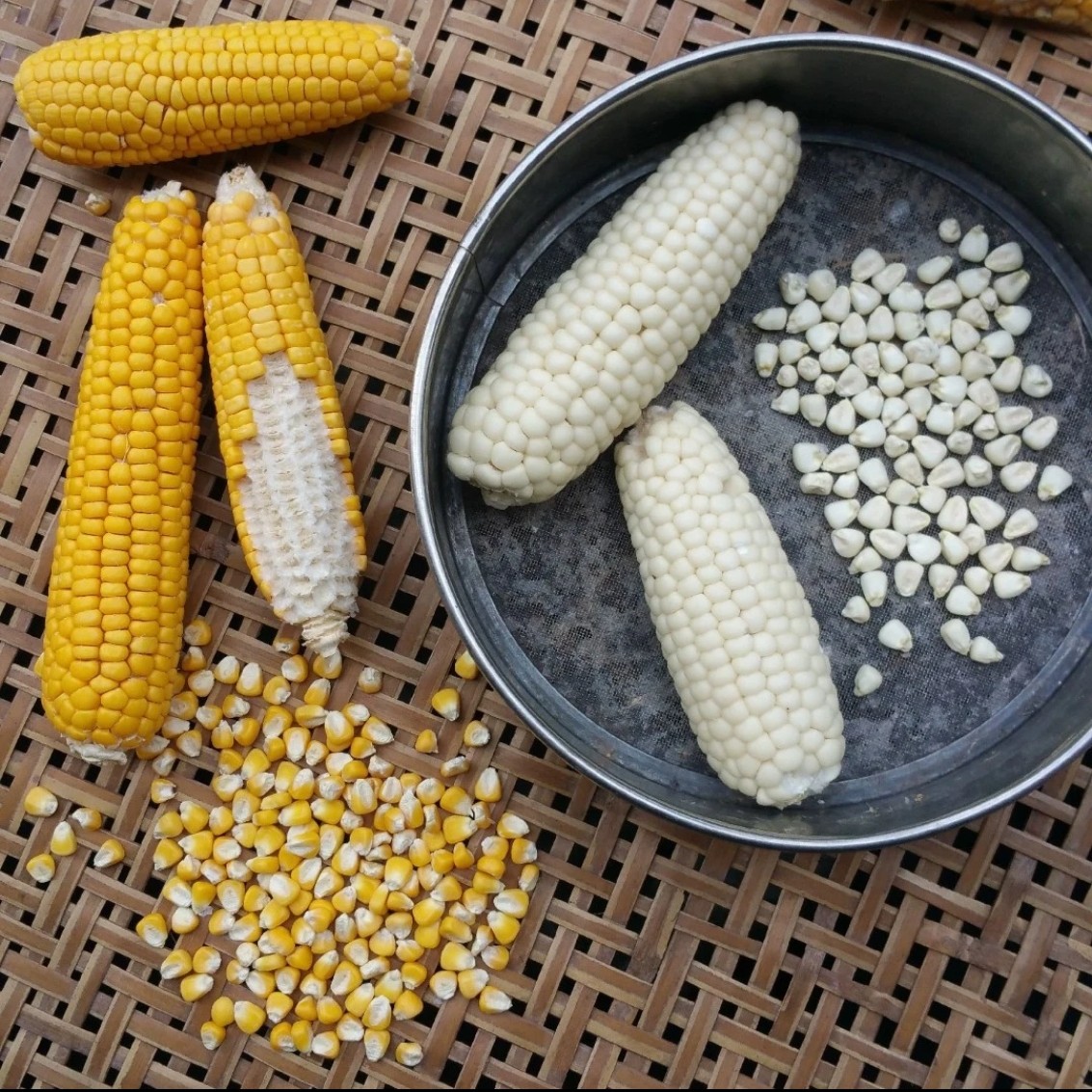 老品种糯玉米种子200粒 小白糯种子 可自留种 非常适合吃嫩玉米