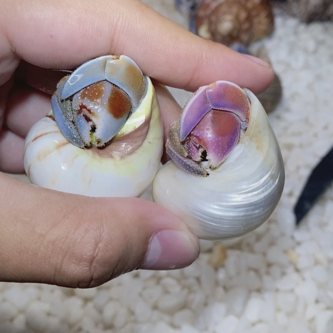 101-200号 萌宠寄居蟹直播挑选陆居蟹