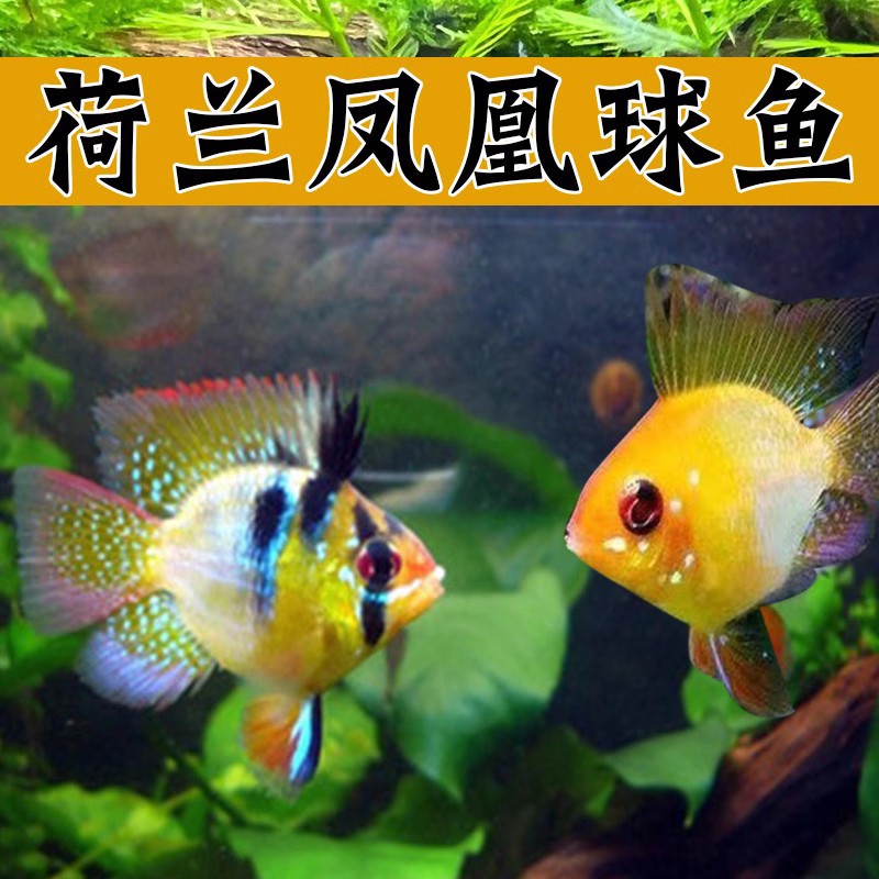 金波子鱼活体皮卡丘短鲷荷兰鱼凤凰球鱼淡水小型热带鱼观赏鱼活鱼