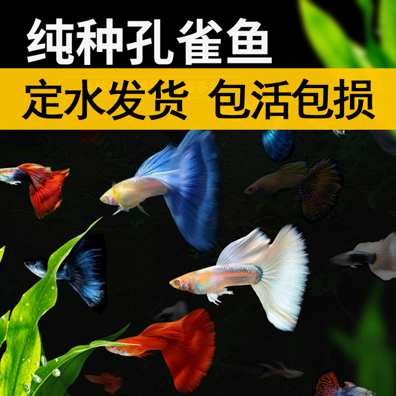 热带鱼小型活体观赏鱼孔雀鱼活鱼巴西红扇大耳蕾丝全红大耳孔雀鱼