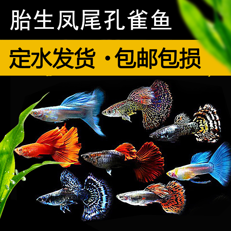 热带鱼小型胎生凤尾孔雀鱼巴西红扇大耳蕾丝全红好养淡水鱼观赏鱼