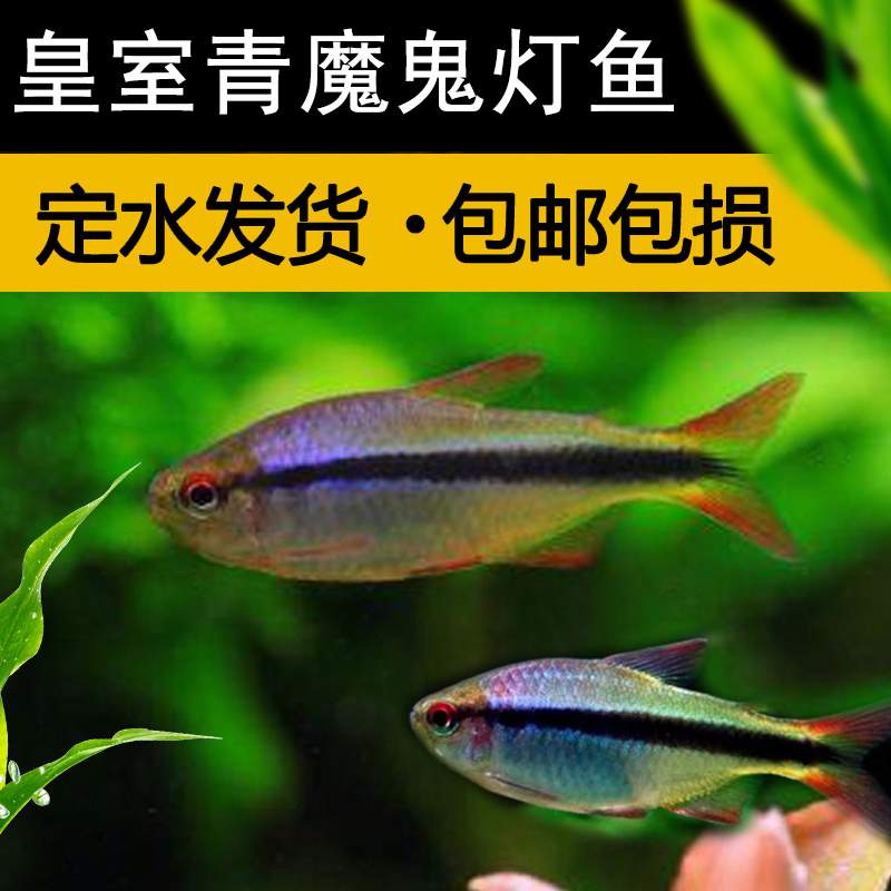 皇室青魔鬼灯鱼南美稀有灯鱼草缸群游活体高端彩色魔鬼小型热带鱼