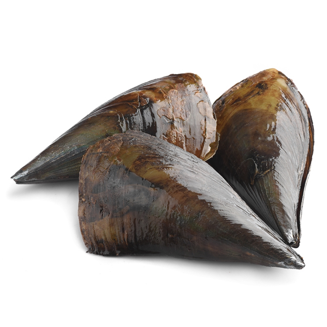 【鲜活】带子 350-400g/只