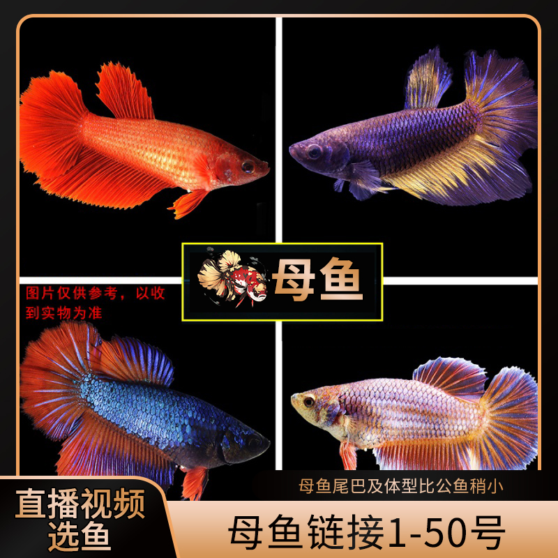母鱼1-50号别致泰国斗鱼小型鱼半月马尾将军斗鱼观赏鱼「红头鱼