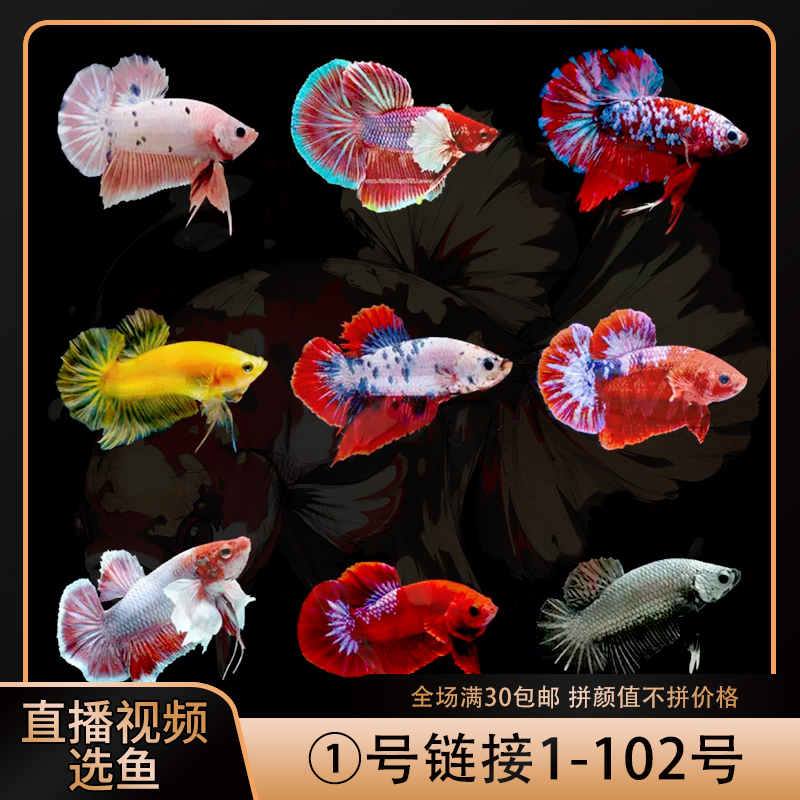 【偏远地区】别致泰国将军半月马尾小型观赏鱼热带鱼易养红头鱼