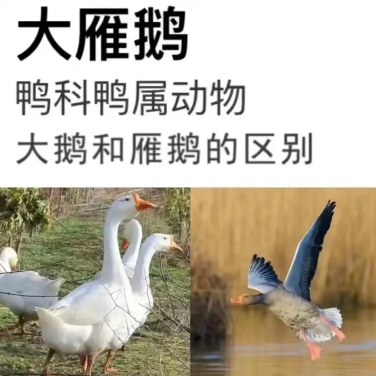 买一只送一只 共7斤半左右 连云港 散养大雁鹅冷冻发货【非大白鹅】