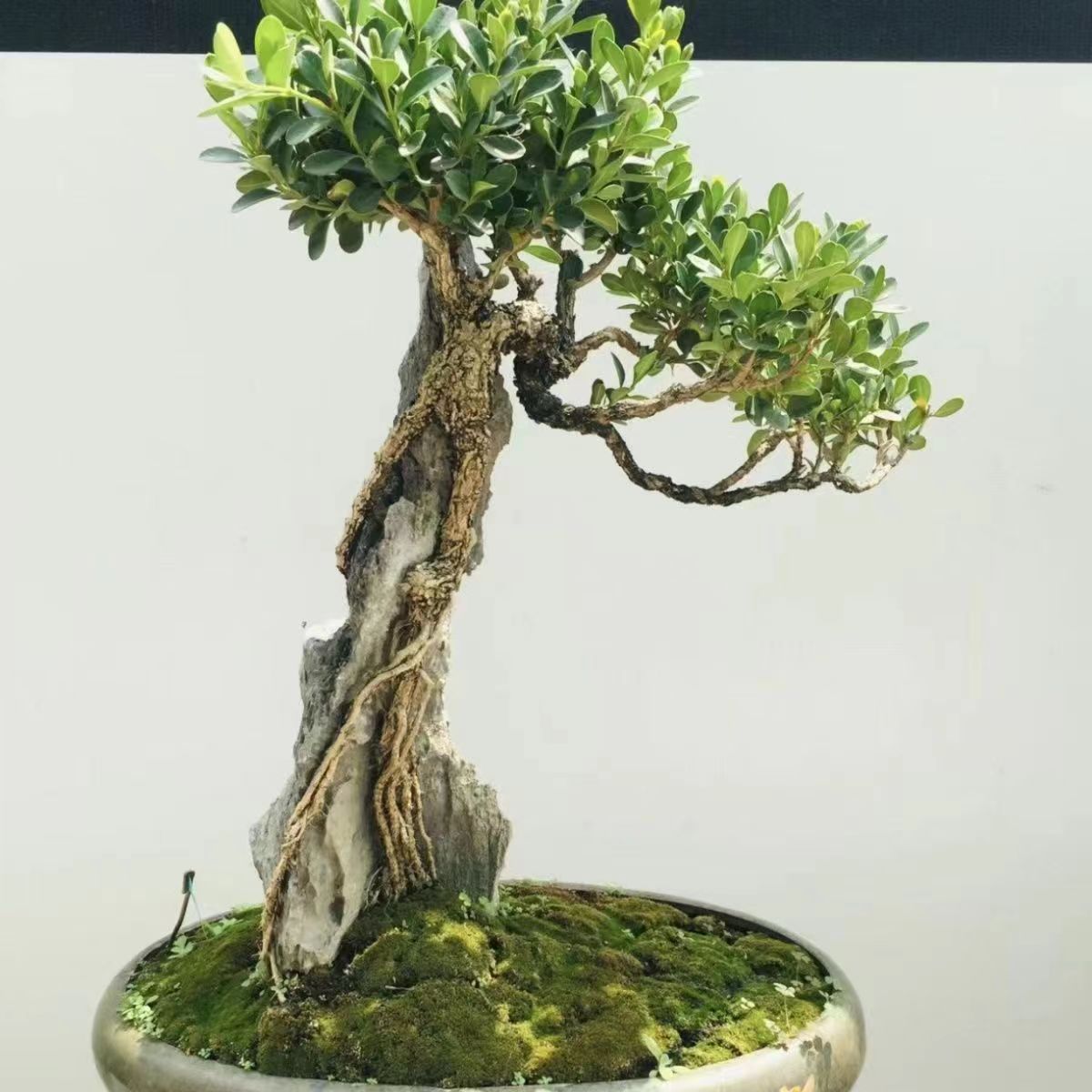 开槽盆景附石树抱石英德造景长条形石造型配景观赏天然原真奇石头