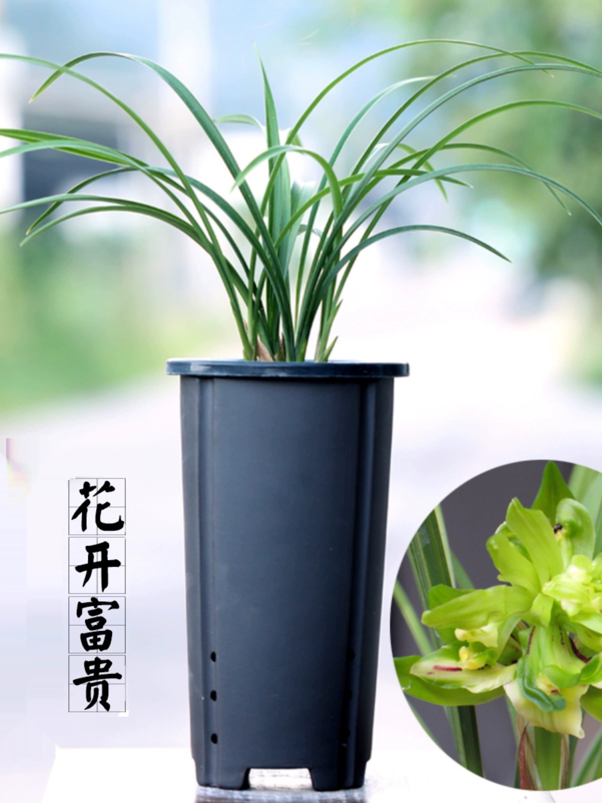 花开富贵兰花苗春兰卧室客厅浓香绿植