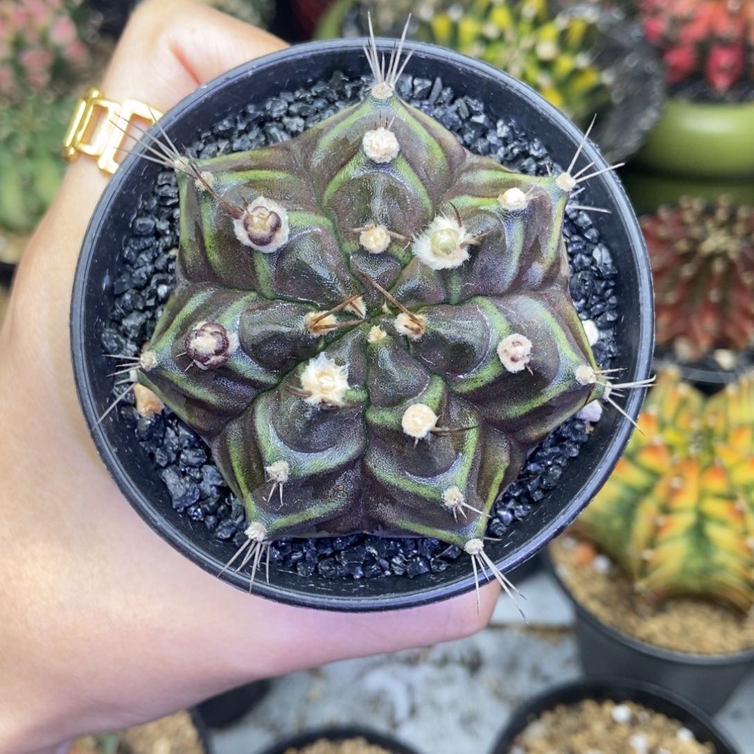 米哈星球000000128