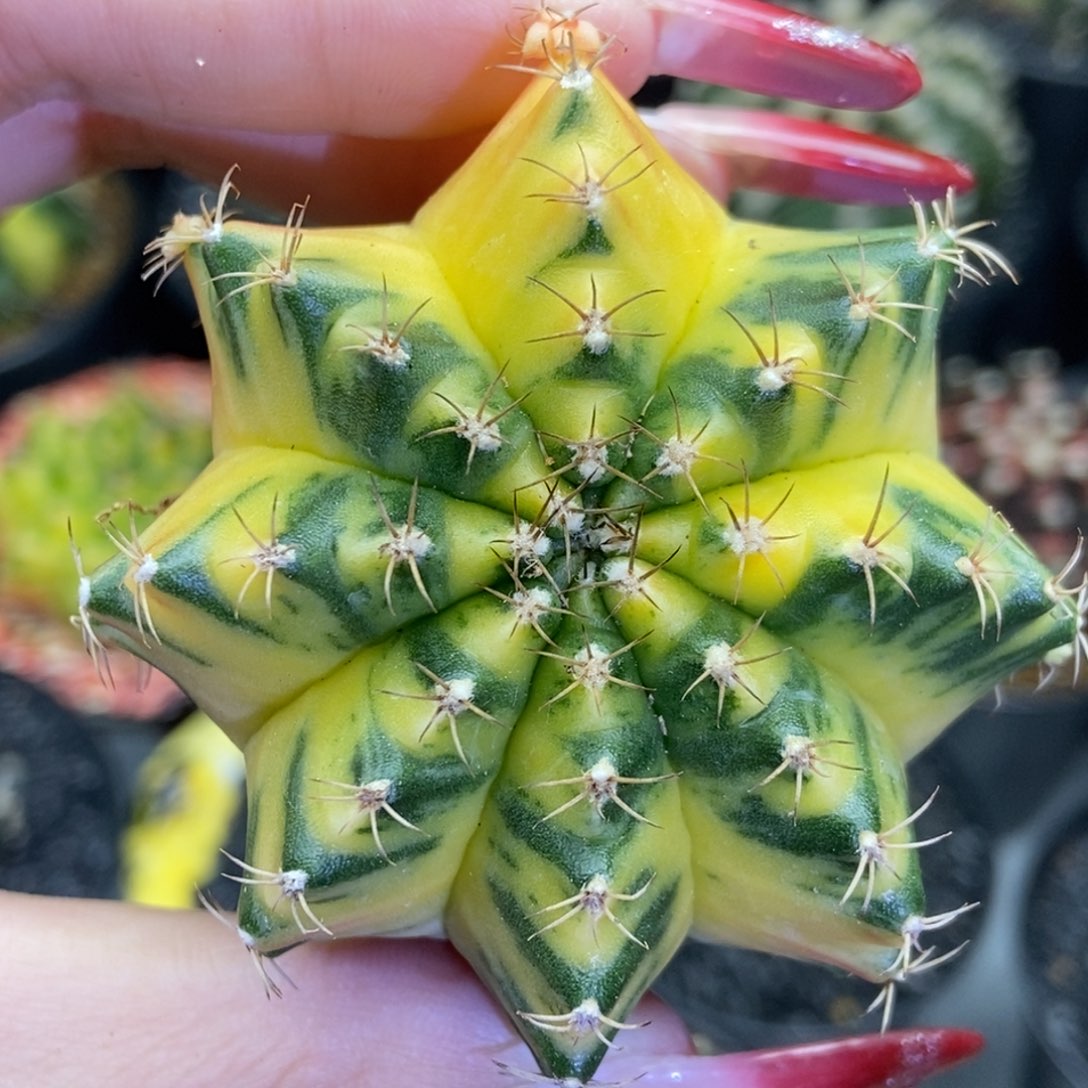 米哈星球000000580