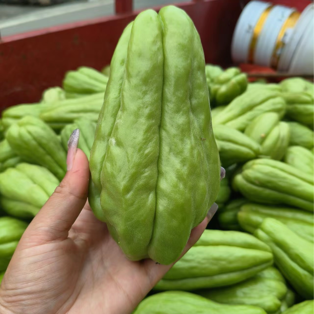贵州惠水雅水农家自种佛手瓜2.5kg