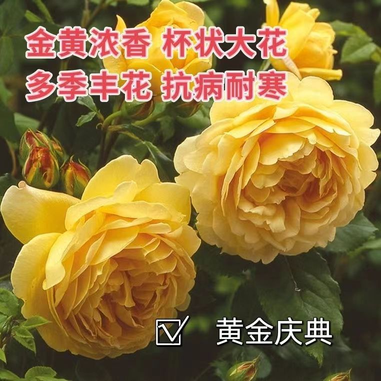 欧月黄金庆典树桩月季庭院阳台绿植种植多季节循环开花通风