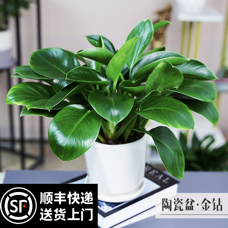 金钻绿公主盆栽植物水培绿植万年青花卉多肉办公室内吸除甲醛好养