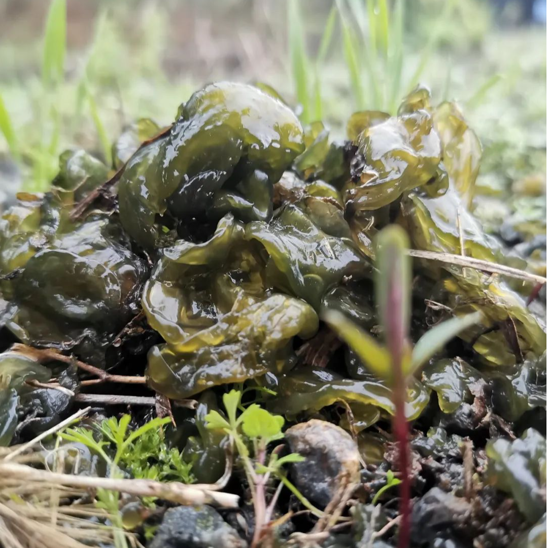 农户家地皮菜免洗地皮菜地耳地钱菜