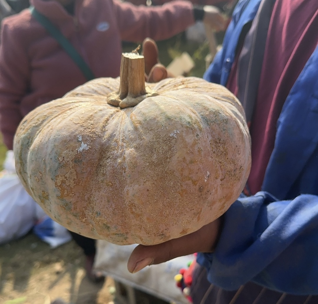 农家老南瓜 软糯甜 以直播间称重为准