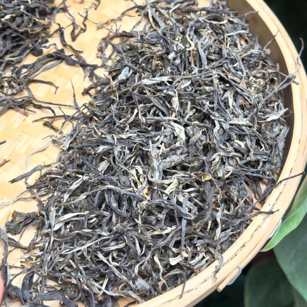 2024年 曼丹生茶 头春  头采 （版纳茶区）