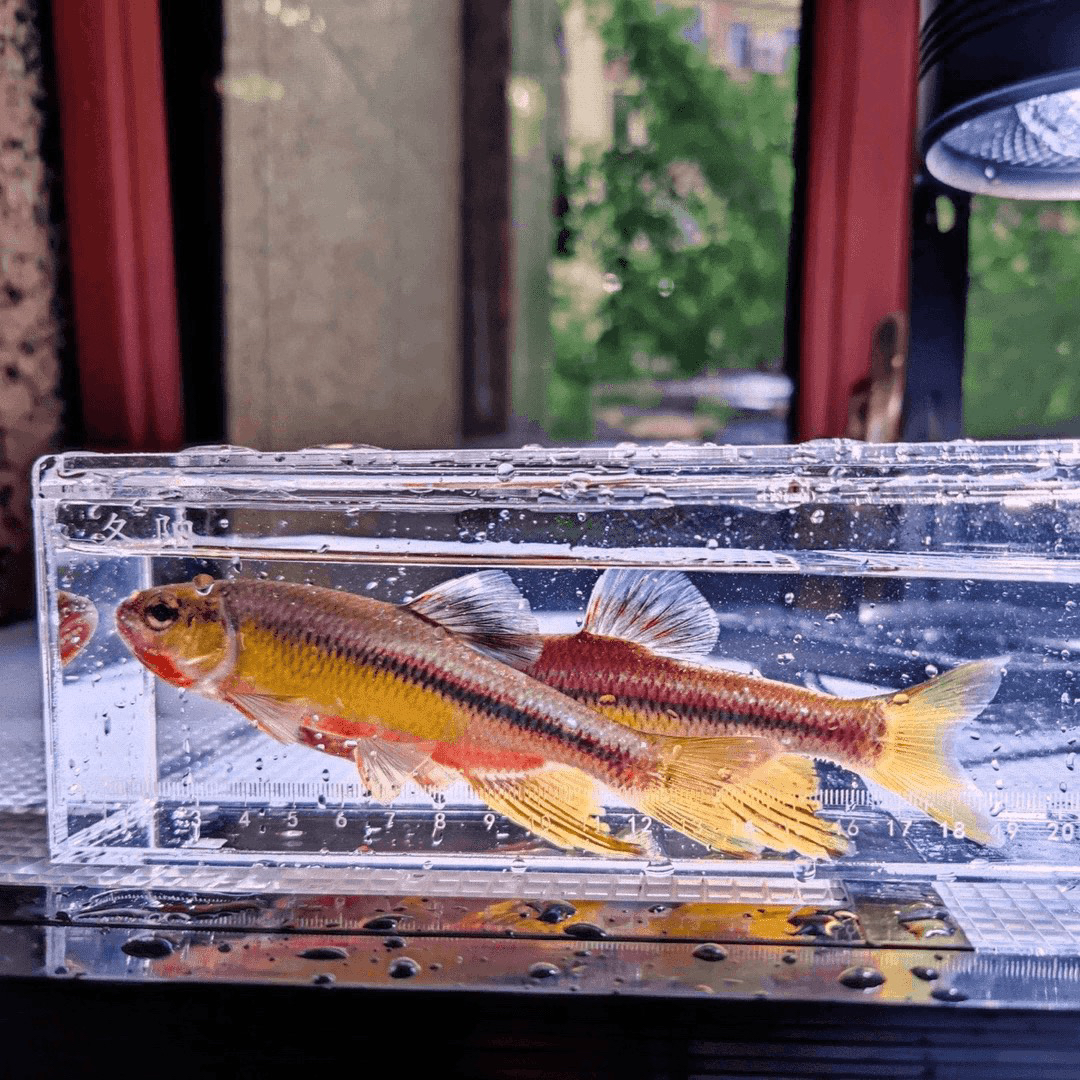 观赏鱼纵纹臘包公14尺寸一条装京东快递