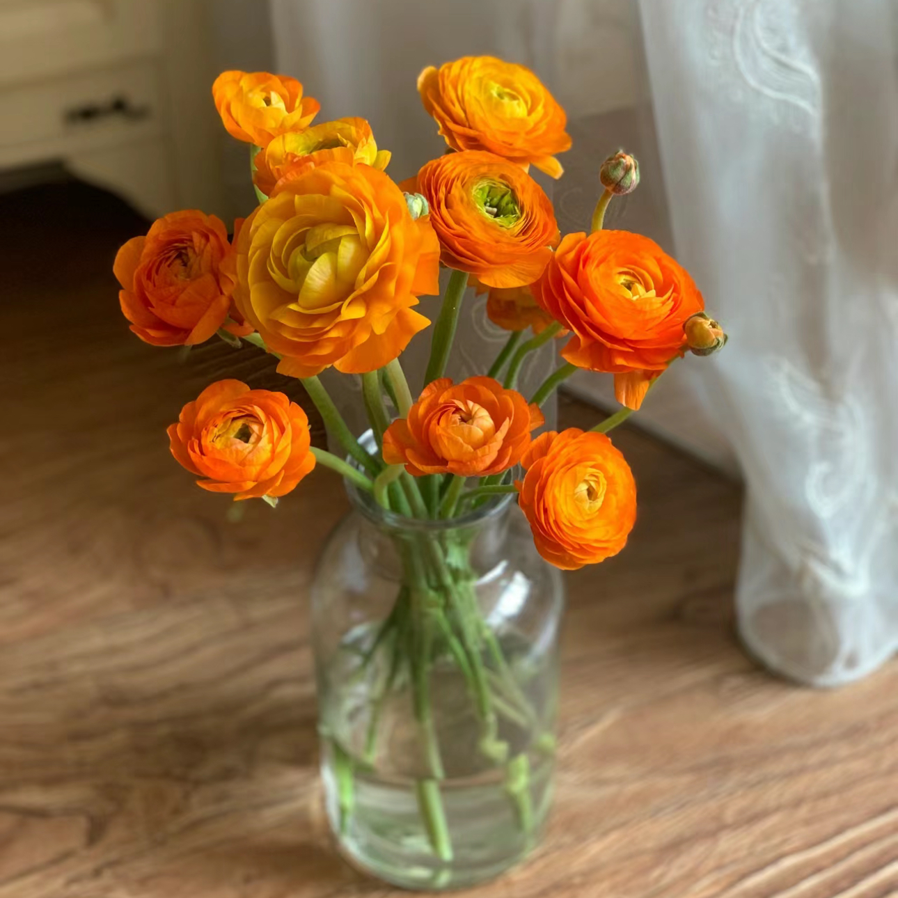 【杨鹏鲜花】爱马仕橙 洋牡丹（养护找客服不保水生花苞发货）