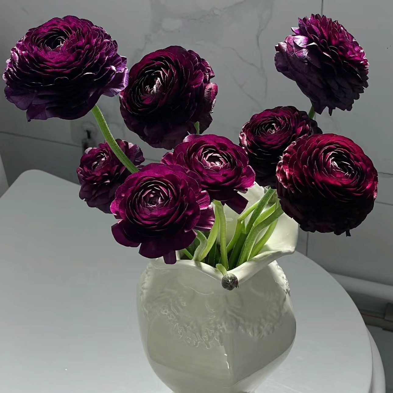 【杨鹏鲜花】黑天鹅 洋牡丹（养护找客服不保水生花苞发货）