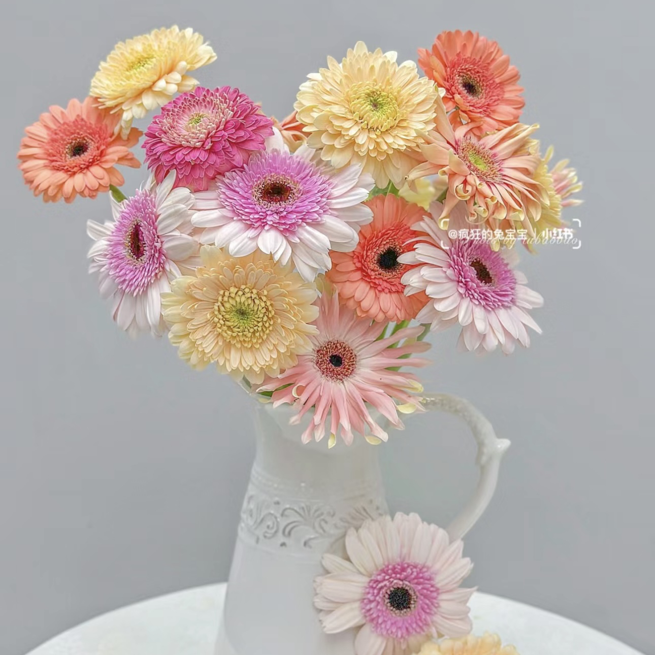【杨鹏鲜花】混色扶郎花 非洲菊 云南鲜花包邮