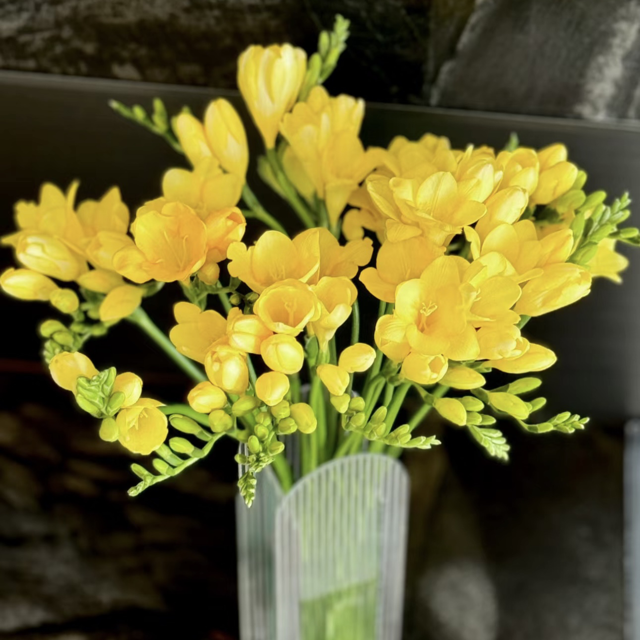 【杨鹏鲜花】黄色香雪兰 清新果香云南鲜花包邮（生花苞发货）