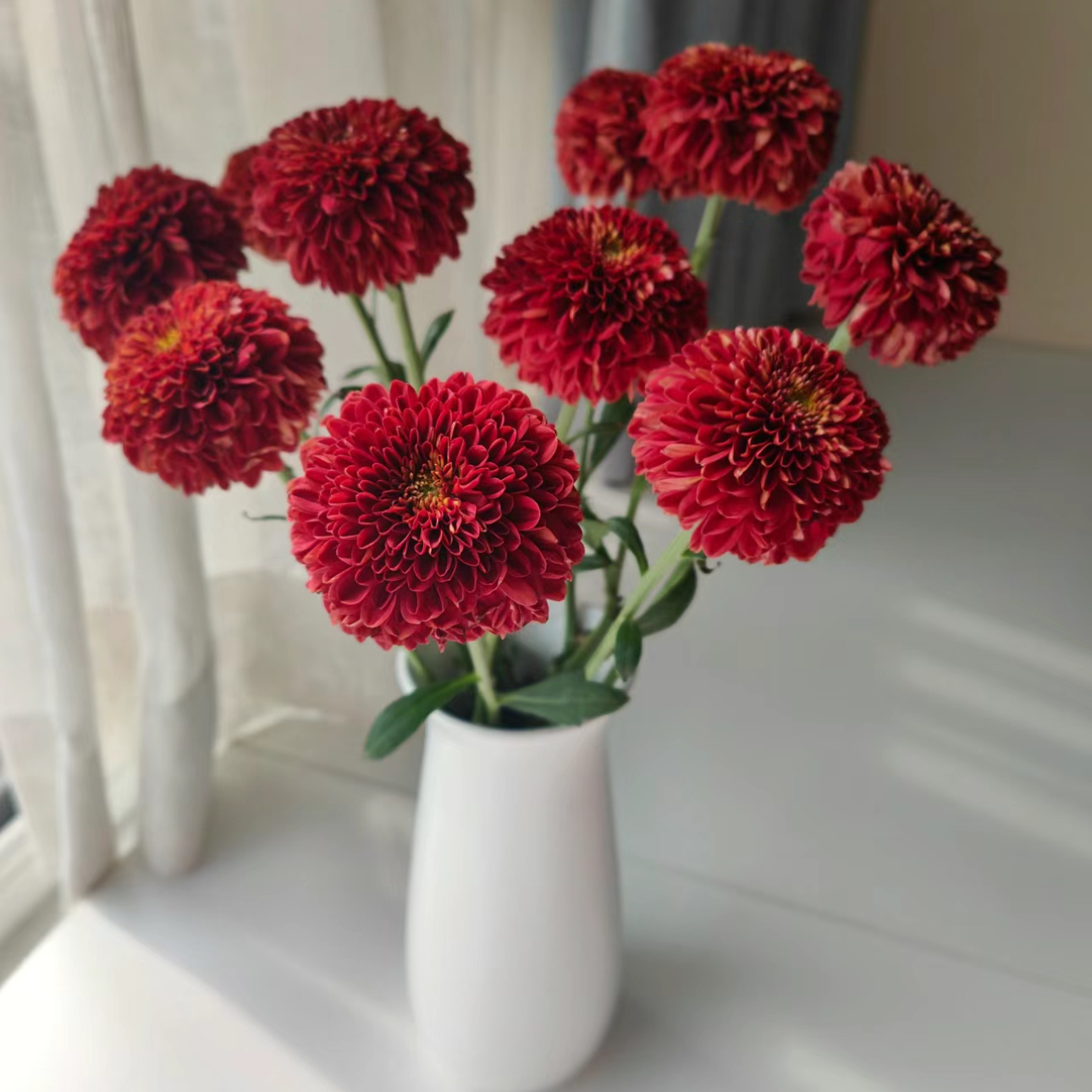 【杨鹏鲜花】红色乒乓菊 红红火火超长待机 云南鲜花包邮