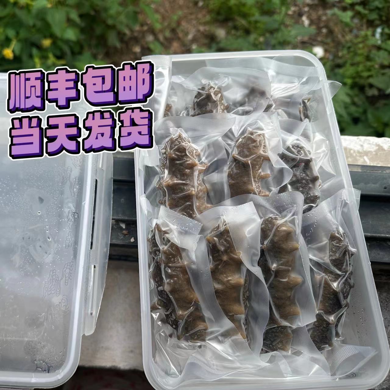 【金姐海味】淡干海参（已泡发）