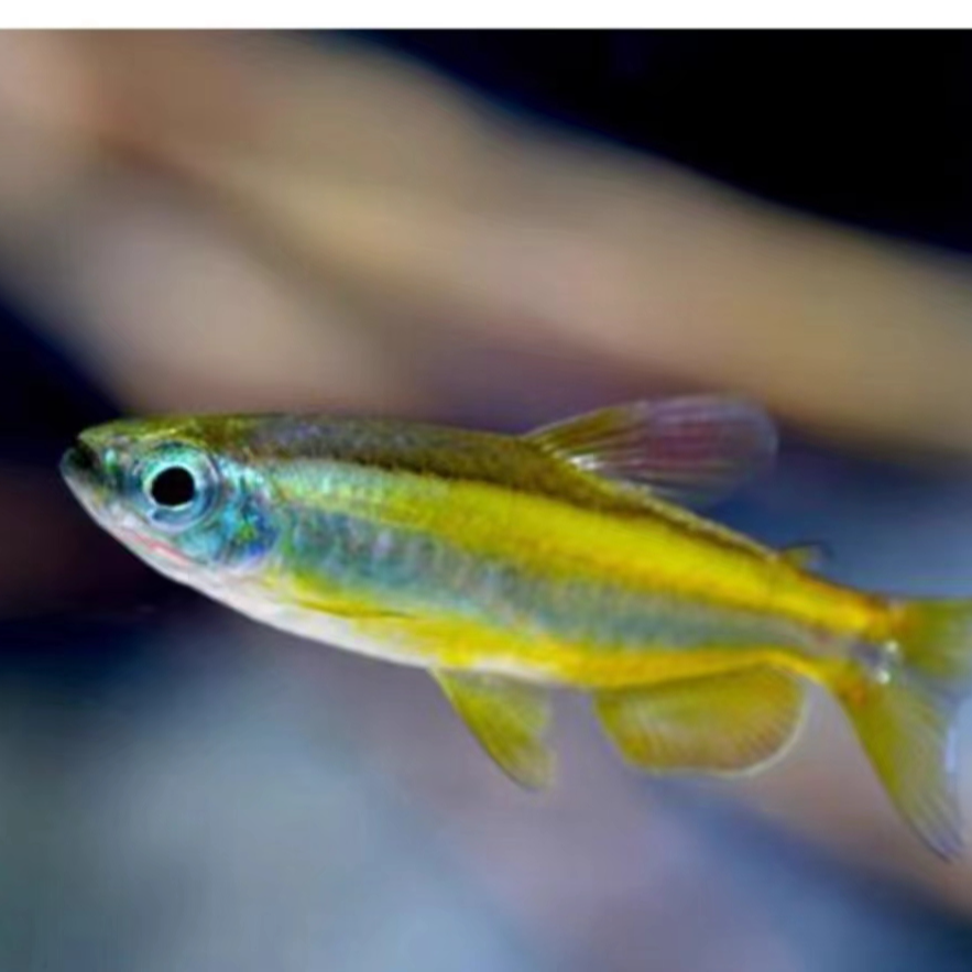 黄金二线刚果灯鱼