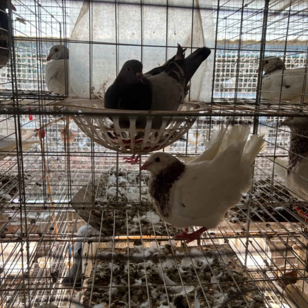 泰深自别鸽优质高产种鸽塑料筐子