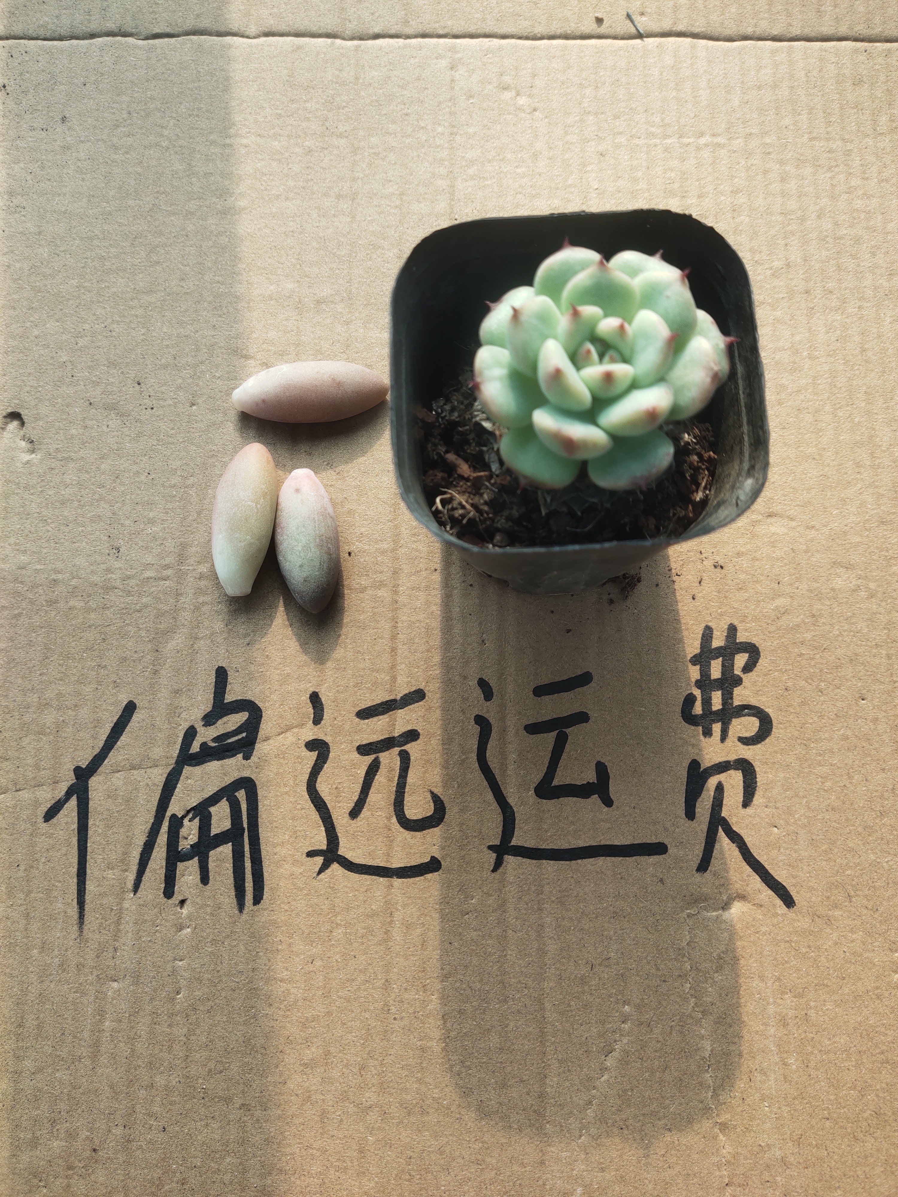 偏远运费10元，多肉