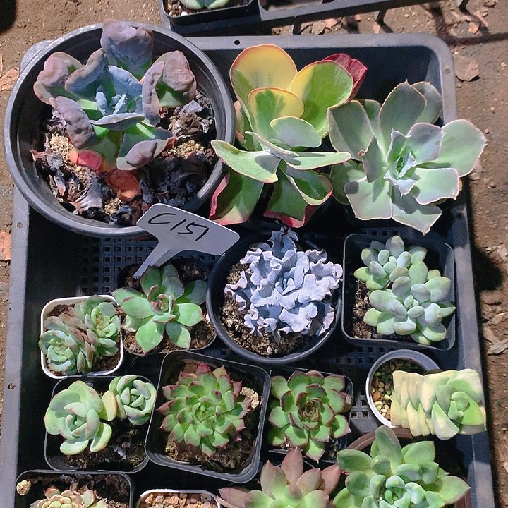 151号多肉植物园艺