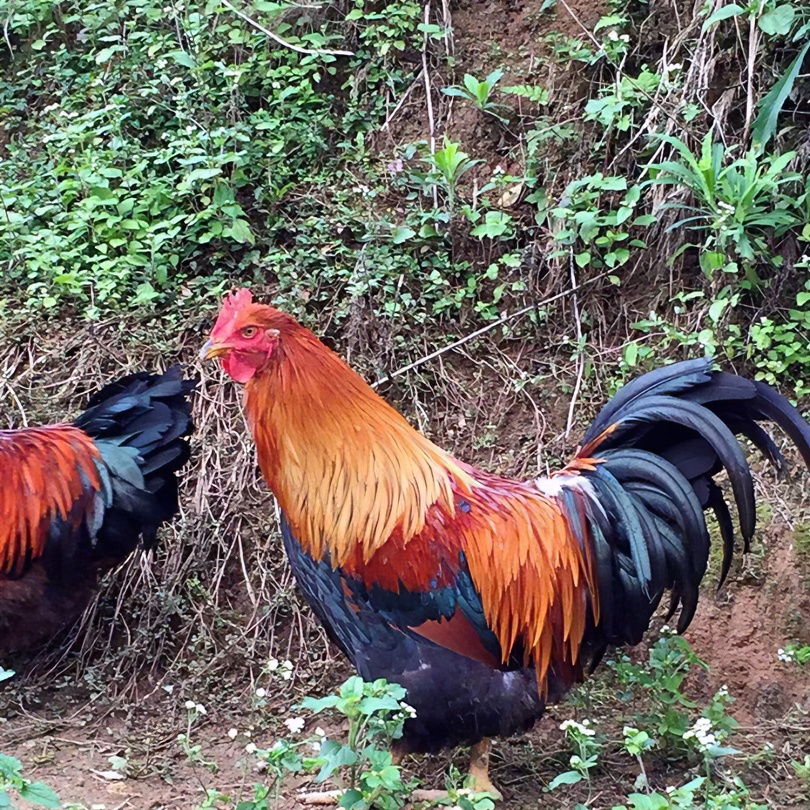 330天正宗清远阳山大扇鸡阉鸡喂土鸡稻谷玉米皮爽肉香现杀