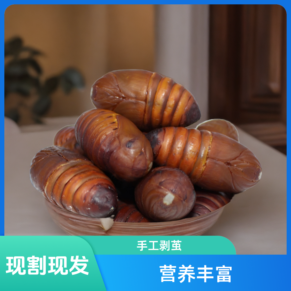 蚕蛹3cm+东北特产新鲜蚕蛹鲜活茧蛹蝉蛹升白顺丰发货